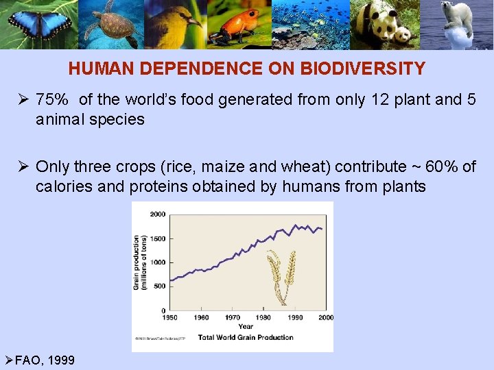 HUMAN DEPENDENCE ON BIODIVERSITY Ø 75% of the world’s food generated from only 12