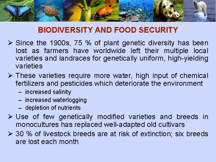 BIODIVERSITY AND FOOD SECURITY Ø Since the 1900 s, 75 % of plant genetic