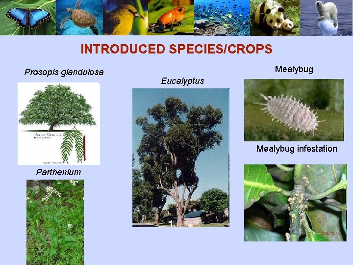 INTRODUCED SPECIES/CROPS Prosopis glandulosa Mealybug Eucalyptus Mealybug infestation Parthenium 