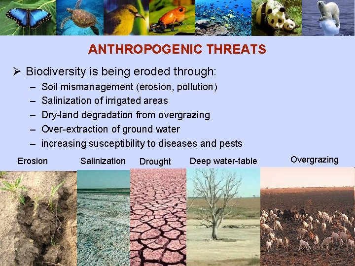 ANTHROPOGENIC THREATS Ø Biodiversity is being eroded through: – – – Soil mismanagement (erosion,