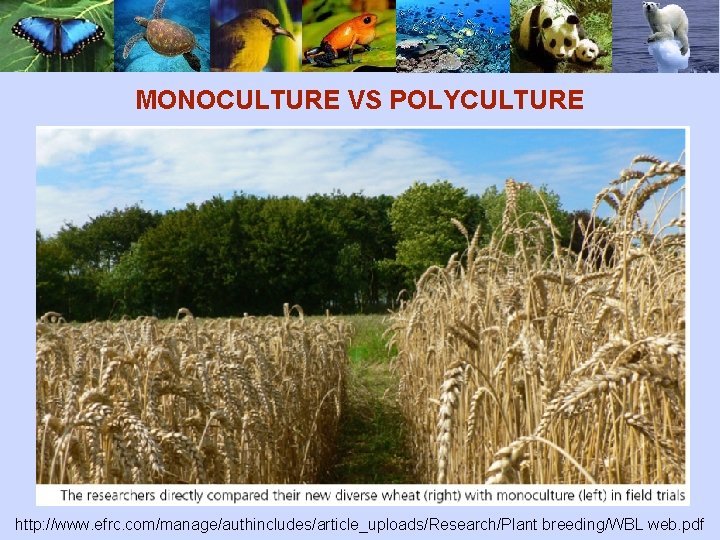 MONOCULTURE VS POLYCULTURE http: //www. efrc. com/manage/authincludes/article_uploads/Research/Plant breeding/WBL web. pdf 
