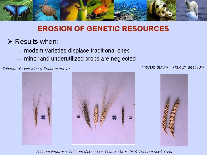 EROSION OF GENETIC RESOURCES Ø Results when: – modern varieties displace traditional ones –