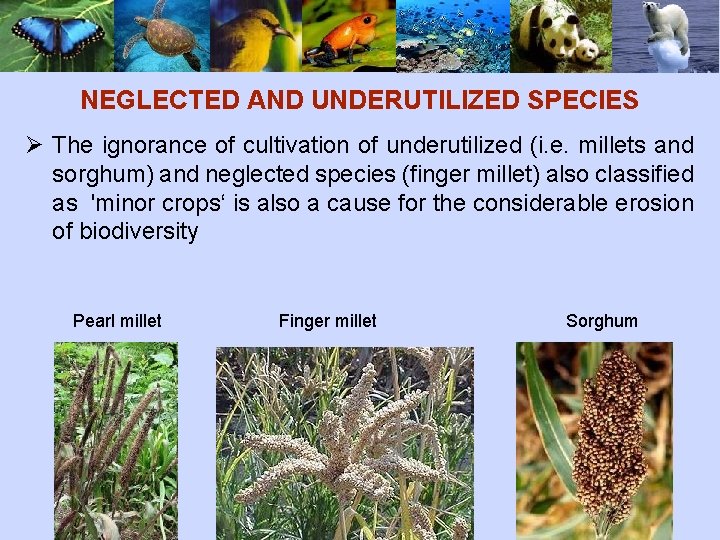 NEGLECTED AND UNDERUTILIZED SPECIES Ø The ignorance of cultivation of underutilized (i. e. millets