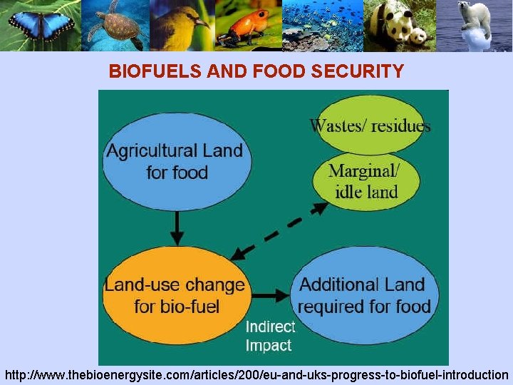 BIOFUELS AND FOOD SECURITY http: //www. thebioenergysite. com/articles/200/eu-and-uks-progress-to-biofuel-introduction 