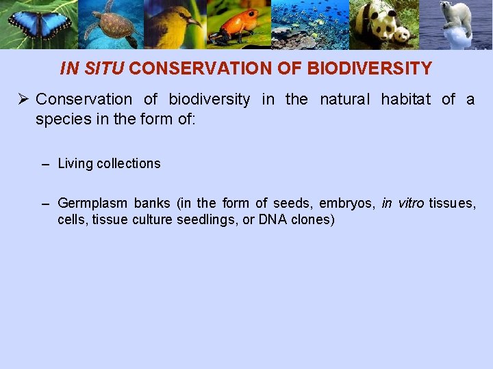 IN SITU CONSERVATION OF BIODIVERSITY Ø Conservation of biodiversity in the natural habitat of