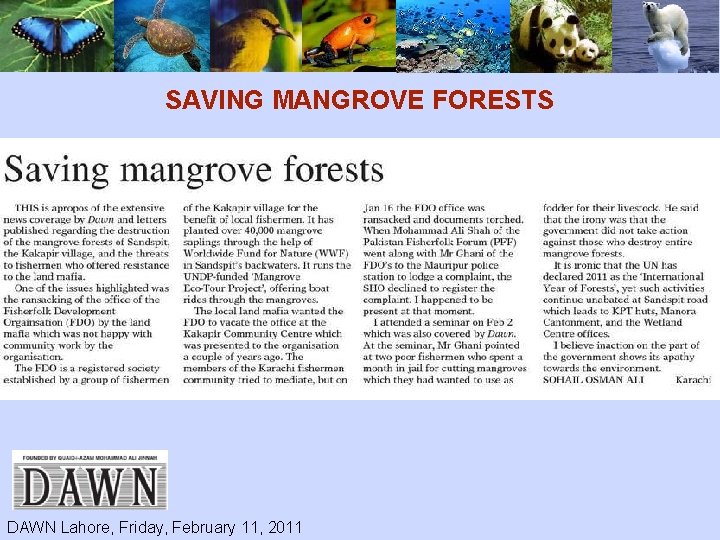 SAVING MANGROVE FORESTS DAWN Lahore, Friday, February 11, 2011 