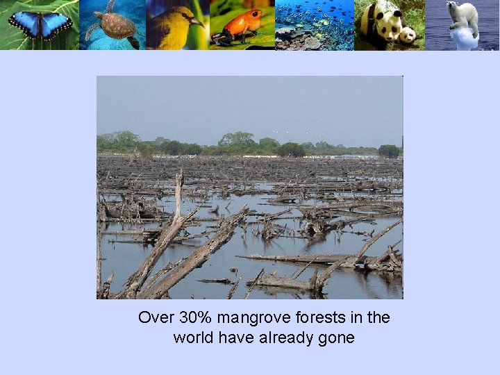 Over 30% mangrove forests in the world have already gone 