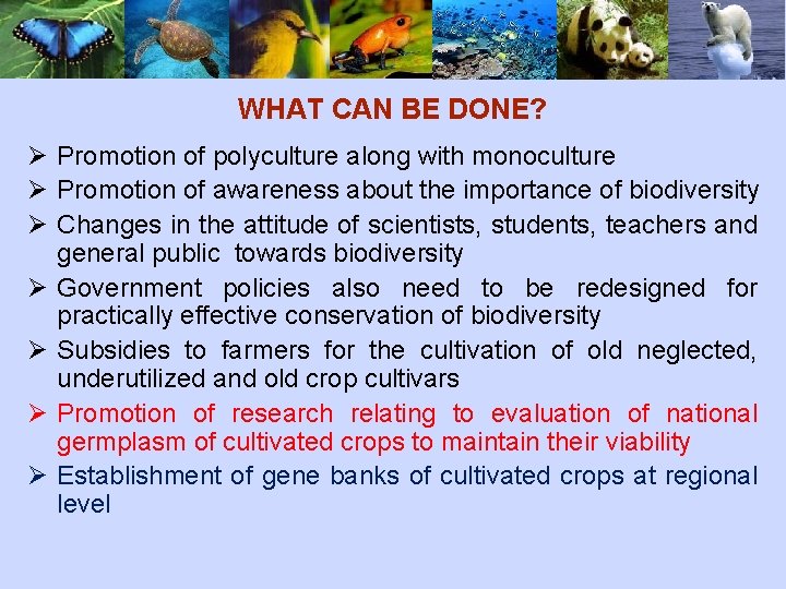 WHAT CAN BE DONE? Ø Promotion of polyculture along with monoculture Ø Promotion of
