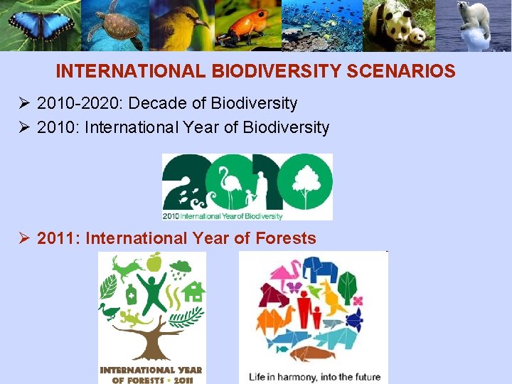 INTERNATIONAL BIODIVERSITY SCENARIOS Ø 2010 -2020: Decade of Biodiversity Ø 2010: International Year of