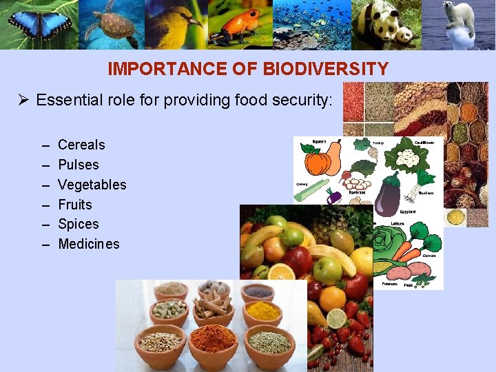 IMPORTANCE OF BIODIVERSITY Ø Essential role for providing food security: – – – Cereals