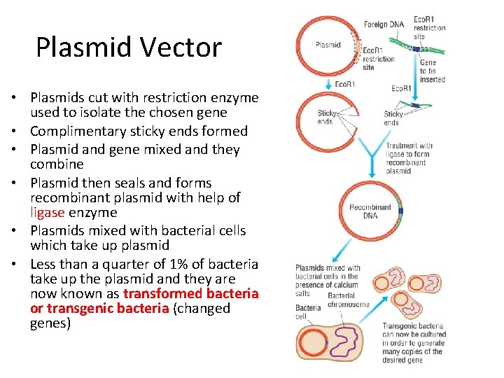 Plasmid Vector • Plasmids cut with restriction enzyme used to isolate the chosen gene Plasmid Vector • Plasmids cut with restriction enzyme used to isolate the chosen gene