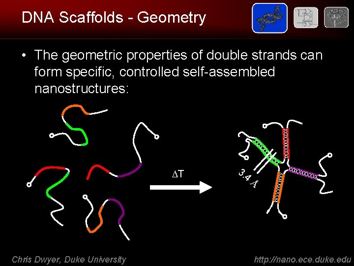 DNA Scaffolds - Geometry • The geometric properties of double strands can form specific,