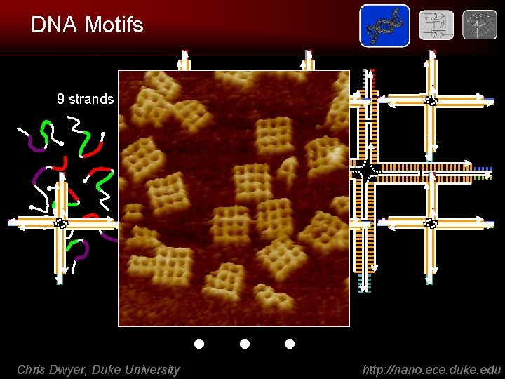 DNA Motifs 9 strands Chris Dwyer, Duke University . . . http: //nano. ece.