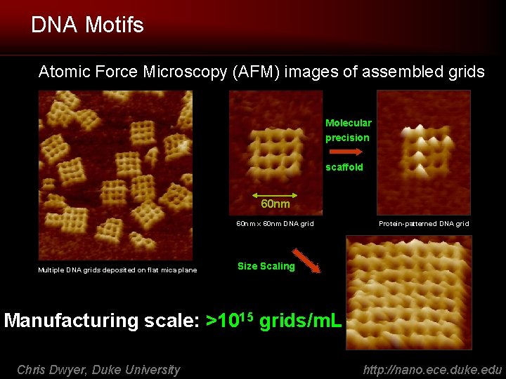 DNA Motifs Atomic Force Microscopy (AFM) images of assembled grids Molecular precision scaffold 60