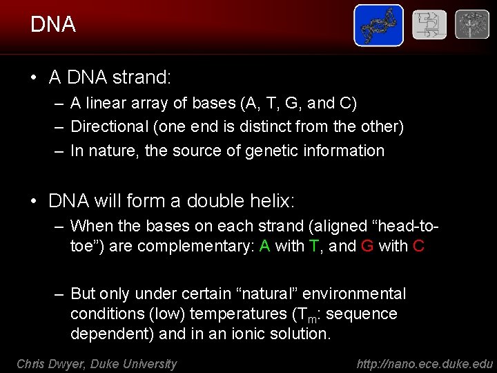 DNA • A DNA strand: – A linear array of bases (A, T, G,