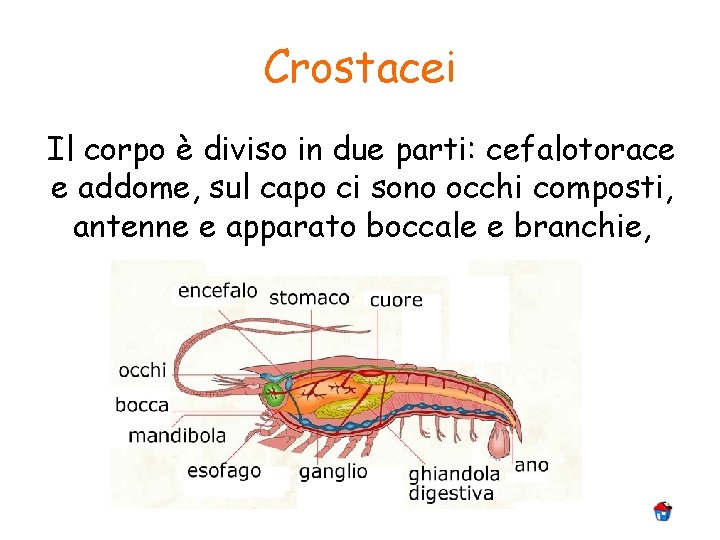 Crostacei Il corpo è diviso in due parti: cefalotorace e addome, sul capo ci