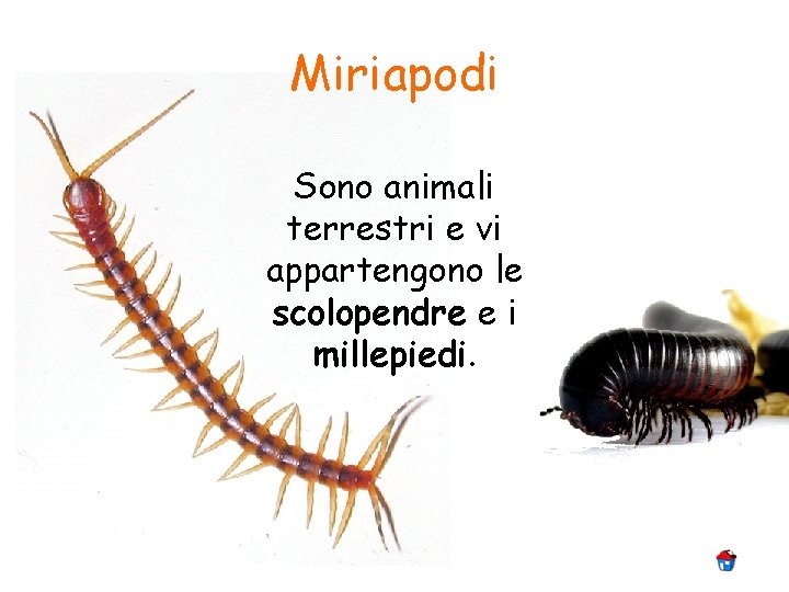 Miriapodi Sono animali terrestri e vi appartengono le scolopendre e i millepiedi. 