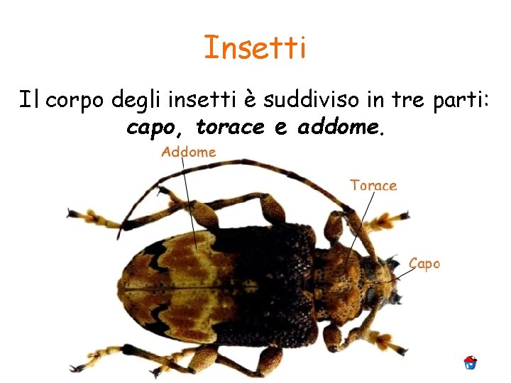 Insetti Il corpo degli insetti è suddiviso in tre parti: capo, torace e addome.