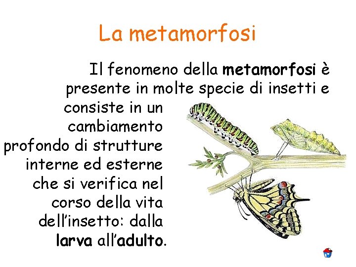 La metamorfosi Il fenomeno della metamorfosi è presente in molte specie di insetti e