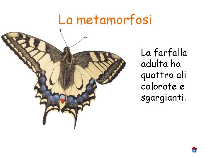 La metamorfosi La farfalla adulta ha quattro ali colorate e sgargianti. 
