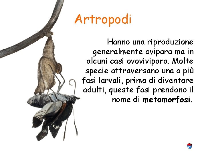 Artropodi Hanno una riproduzione generalmente ovipara ma in alcuni casi ovovivipara. Molte specie attraversano