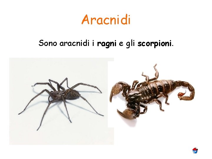 Aracnidi Sono aracnidi i ragni e gli scorpioni. 