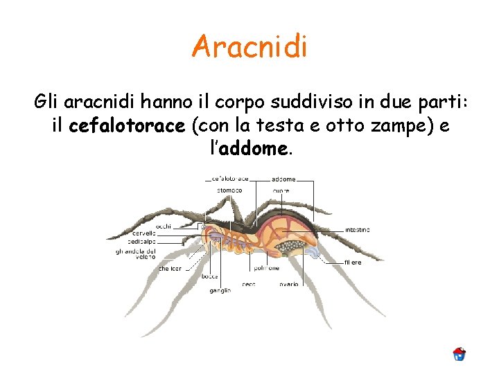 Aracnidi Gli aracnidi hanno il corpo suddiviso in due parti: il cefalotorace (con la
