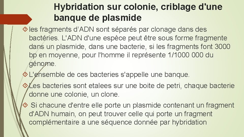 Hybridation sur colonie, criblage d'une banque de plasmide les fragments d’ADN sont séparés par
