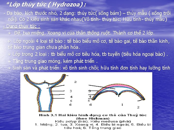 *Lớp thủy tức ( Hydrozoa) : - Đa bào, kích thước nhỏ, 2 dạng: