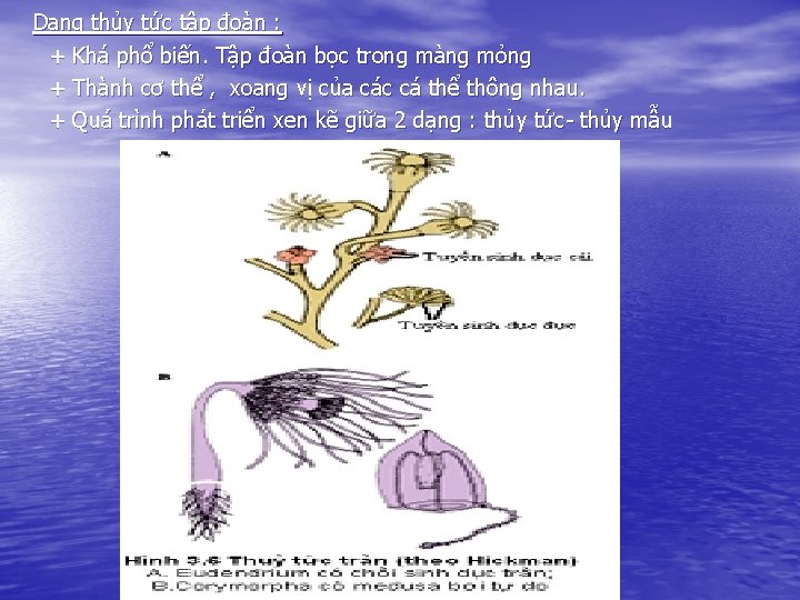 Dạng thủy tức tập đoàn : + Khá phổ biến. Tập đoàn bọc trong