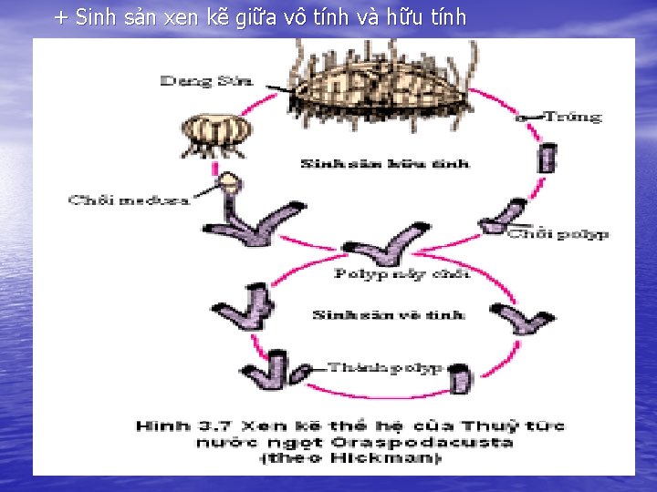 + Sinh sản xen kẽ giữa vô tính và hữu tính 