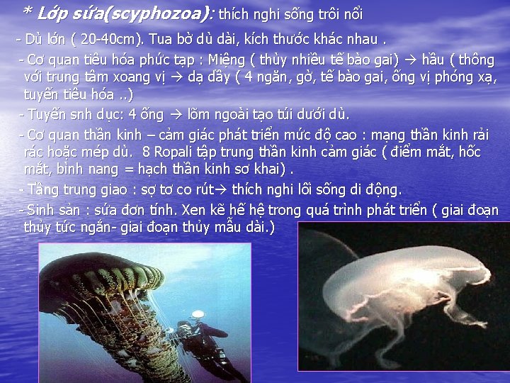 * Lớp sứa(scyphozoa): thích nghi sống trôi nổi - Dù lớn ( 20 -40