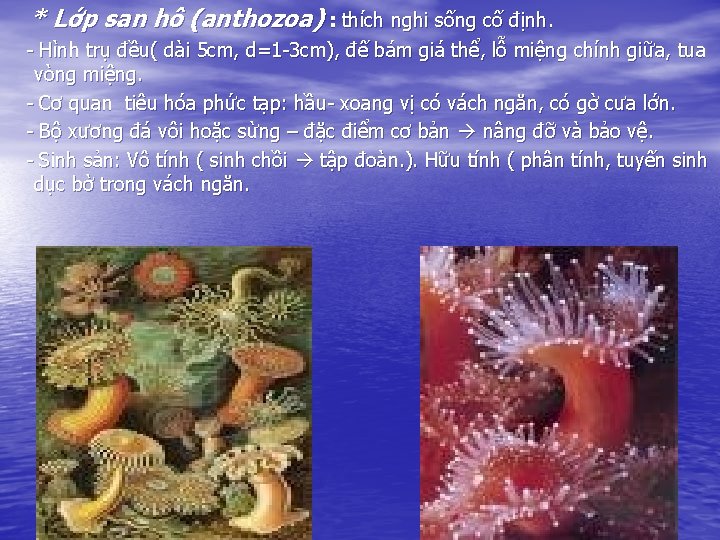 * Lớp san hô (anthozoa) : thích nghi sống cố định. - Hình trụ