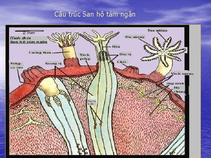 Cấu trúc San hô tám ngăn 