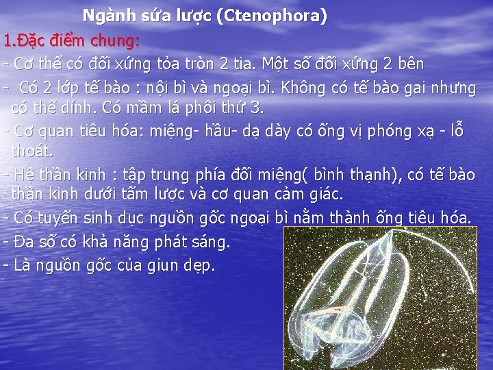 Ngành sứa lược (Ctenophora) 1. Đặc điểm chung: - Cơ thể có đối xứng