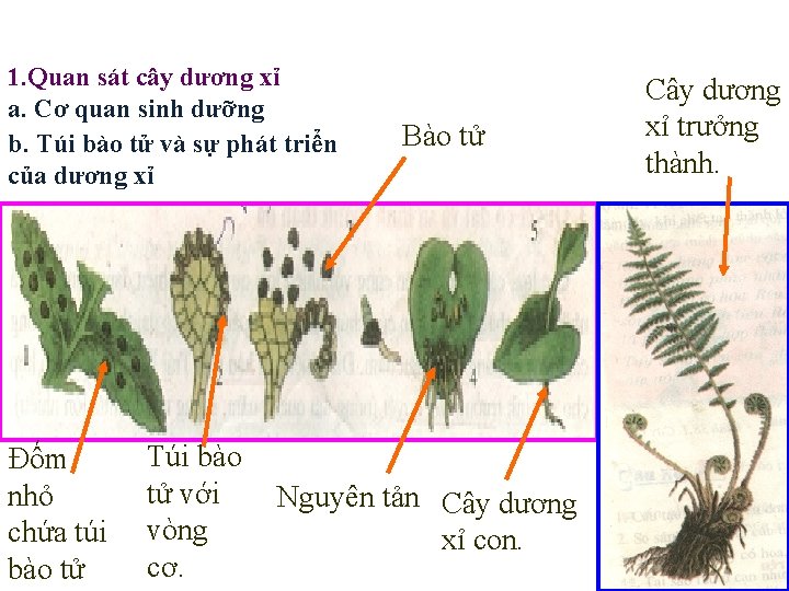 1. Quan sát cây dương xỉ a. Cơ quan sinh dưỡng b. Túi bào