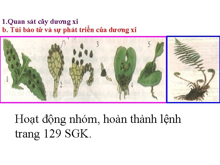 1. Quan sát cây dương xỉ b. Túi bào tử và sự phát triển