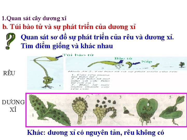 1. Quan sát cây dương xỉ b. Túi bào tử và sự phát triển