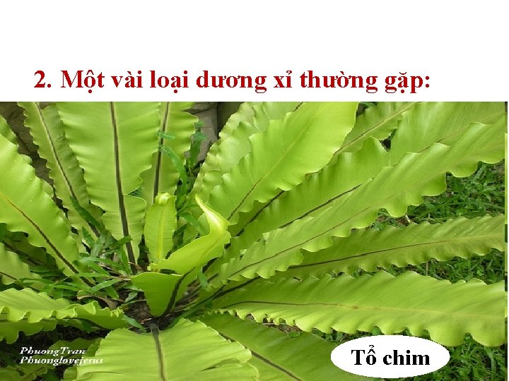 2. Một vài loại dương xỉ thường gặp: Tổ chim 