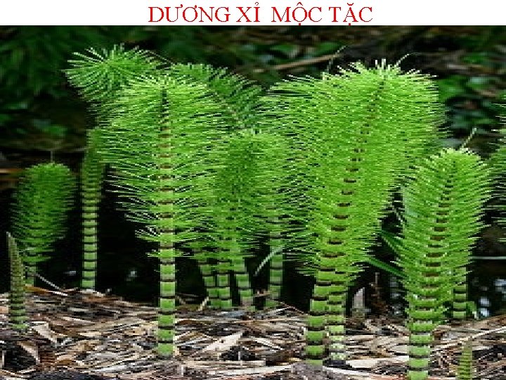 DƯƠNG XỈ MỘC TẶC 