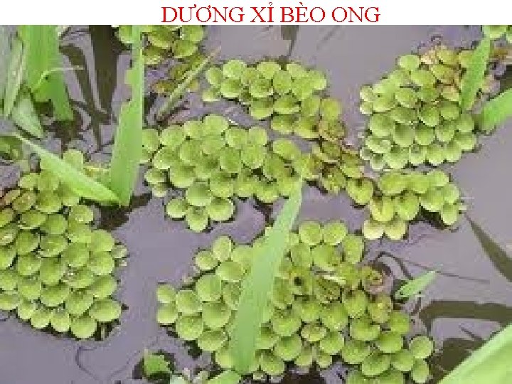 DƯƠNG XỈ BÈO ONG 