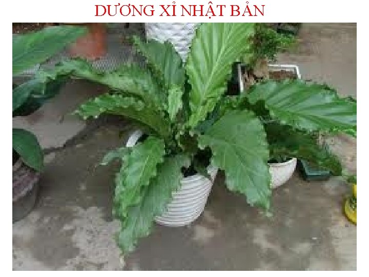 DƯƠNG XỈ NHẬT BẢN 