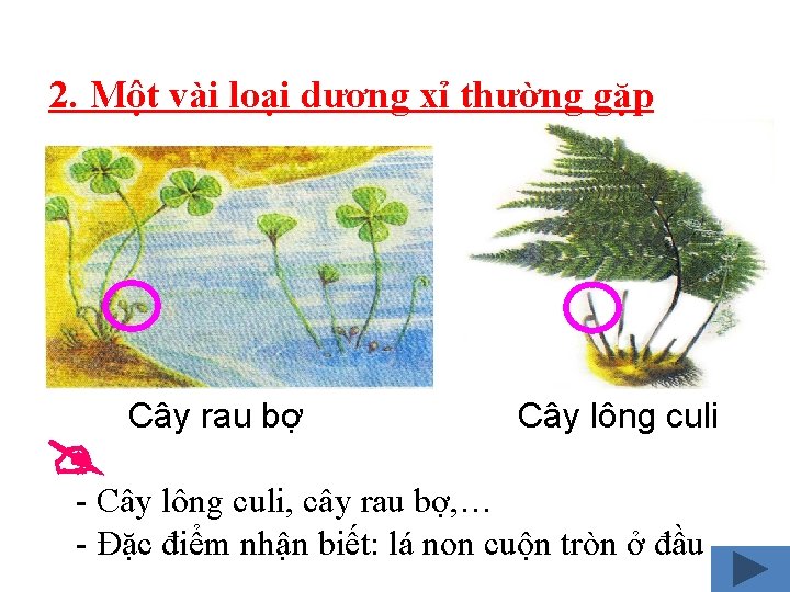 2. Một vài loại dương xỉ thường gặp Cây rau bợ Cây lông culi