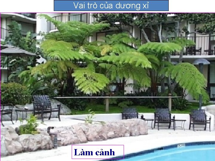 Vai trò của dương xỉ Làm cảnh 