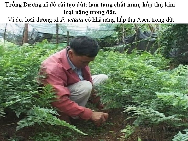 Trồng Dương xỉ để cải tạo đất: làm tăng chất mùn, hấp thụ kim