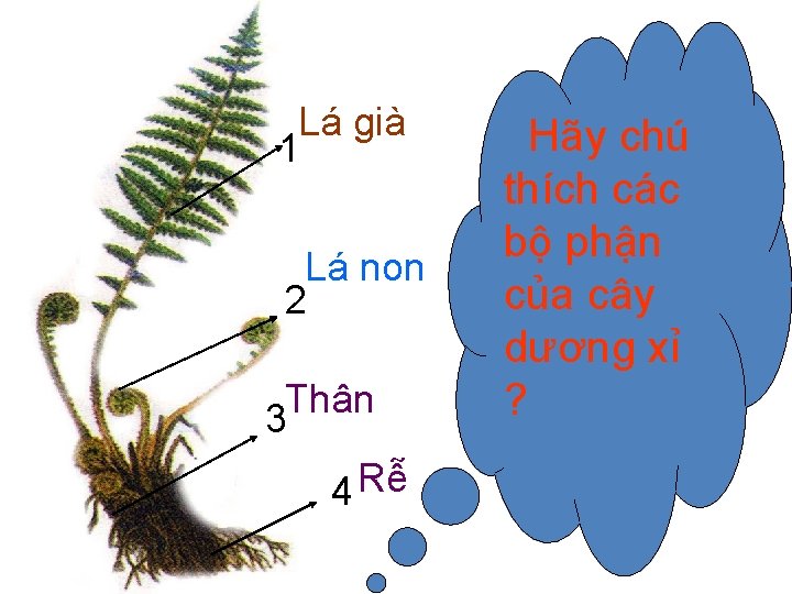 Lá già 1 Lá non 2 Thân 3 4 Rễ Hãy chú thích các