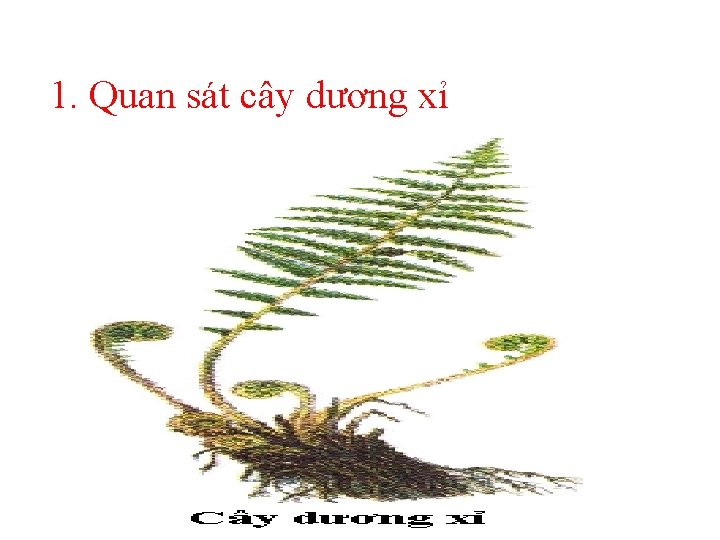 1. Quan sát cây dương xỉ 