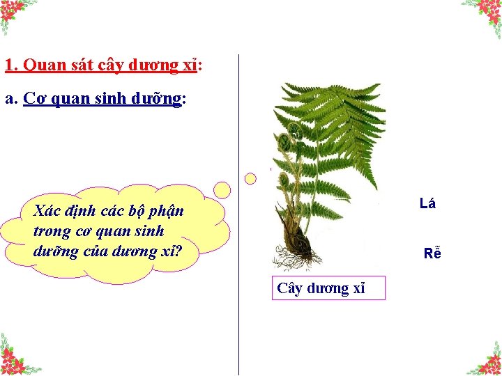 1. Quan sát cây dương xỉ: a. Cơ quan sinh dưỡng: Lá Xác định