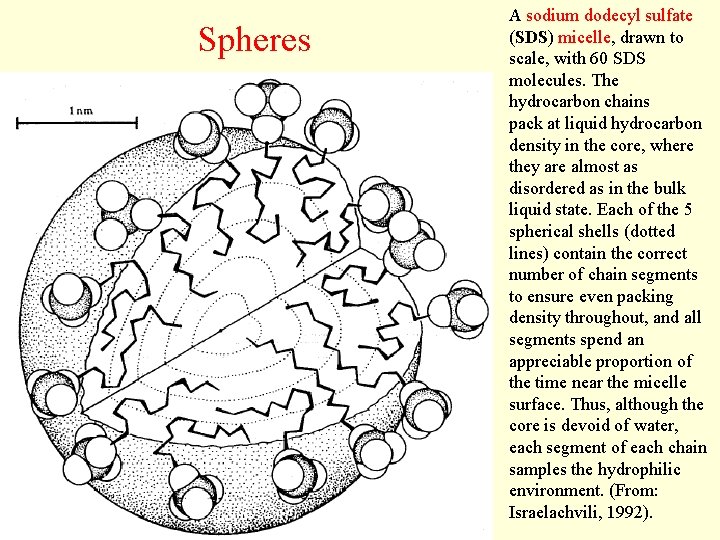 Spheres A sodium dodecyl sulfate (SDS) micelle, drawn to scale, with 60 SDS molecules.