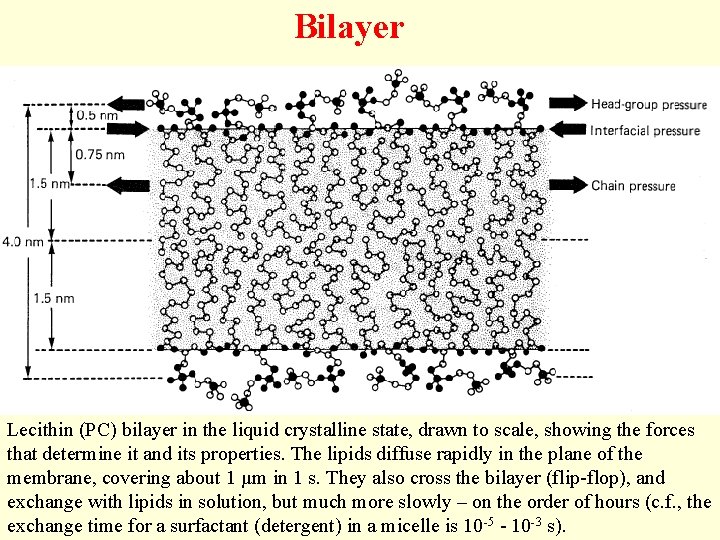 Bilayer Lecithin (PC) bilayer in the liquid crystalline state, drawn to scale, showing the